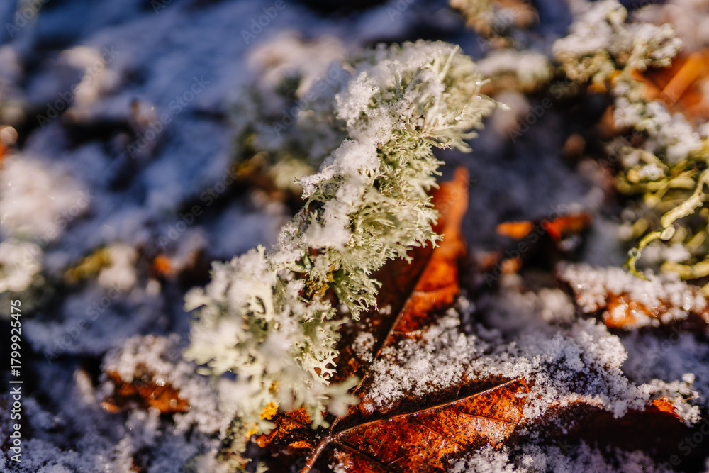 Fototapeta premium Close-up of green lichen growing on fallen leaves covered in frost, showcasing the beauty of nature in winter, with a soft focus on the surrounding environment