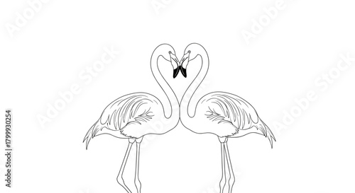 Two flamingo in love isolated on, vector illustration, drawing
