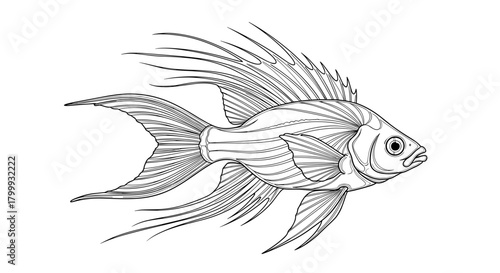 An exotic fish with long fins, isolated on, is swimming gracefully