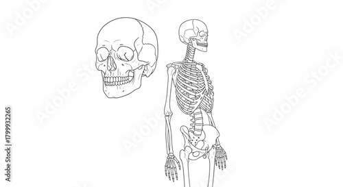 A human skeleton with skull, isolated on, is standing upright