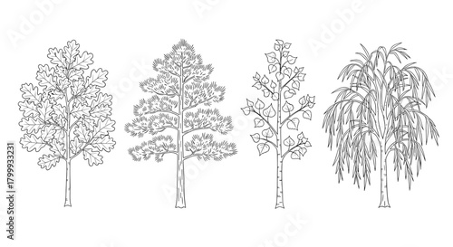 A collection of four different types of trees isolated on