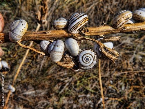 In autumn, snails are gathered on a dry twig. Montenegro