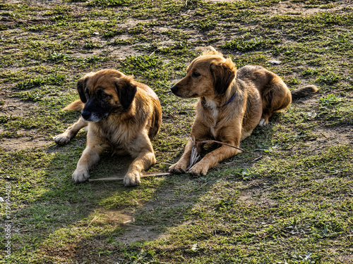 A stray dog ​​begs for food. Montenegro