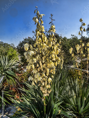 Yucca blooming in autumn by the Adriatic Sea. Montenegro