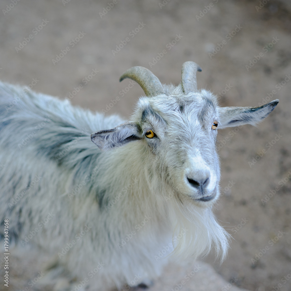 Obraz premium A goat standing in a natural outdoor environment, surrounded by grass and rocks. Natural light highlights its fur and features, capturing the calm and rustic charm of wildlife in its habitat.