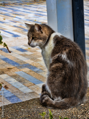 A stray cat observes the surroundings on the shore of the Adriatic Sea. Montenegro