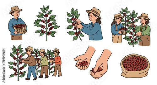 Farmers diligently harvest ripe coffee cherries by hand, showcasing the rich agricultural process from plant to sack for a premium brew