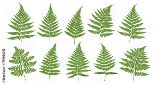 A collection of ten illustrative green fern fronds showcasing various botanical shapes and textures for naturalistic design elements.