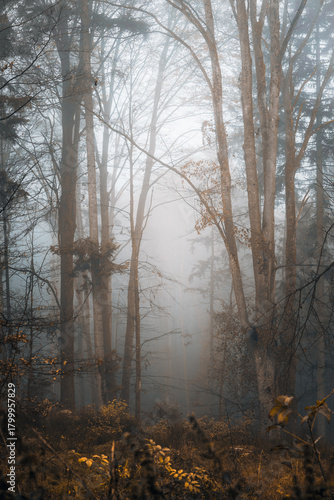 Foggy morning in a mystic forest