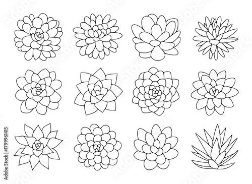 Collection of Hand-Drawn Succulent Plant Illustrations