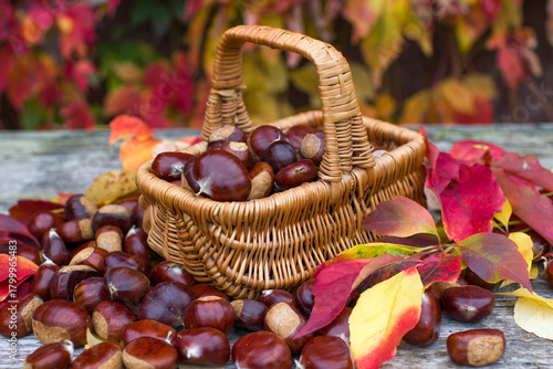 Foto basket full of chestnuts - autum in a garden