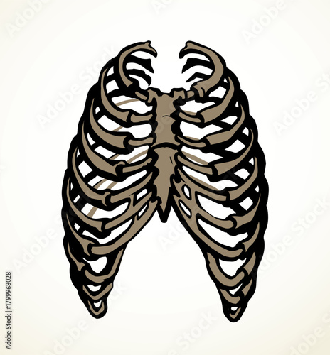 Vector drawing. Thorax and ribs