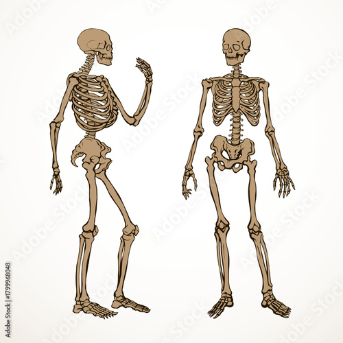 Human skeleton. Vector schematic drawing