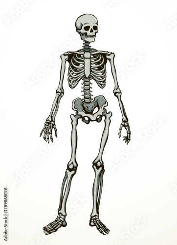 Human skeleton. Vector schematic drawing