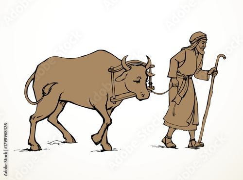 Vector drawing. A man leads an ox