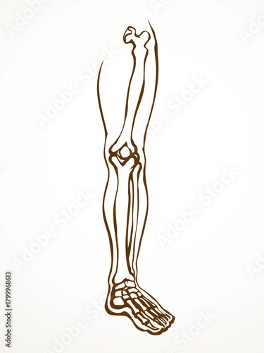 Vector drawing. Bones of the leg