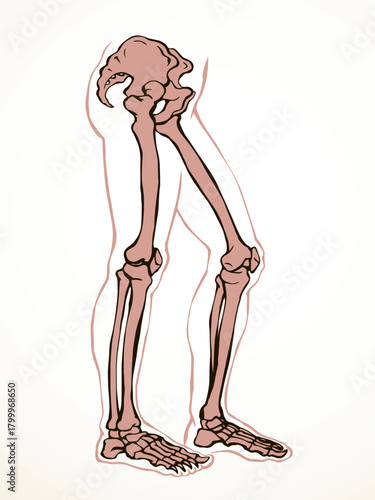 Vector drawing. Bones of the leg