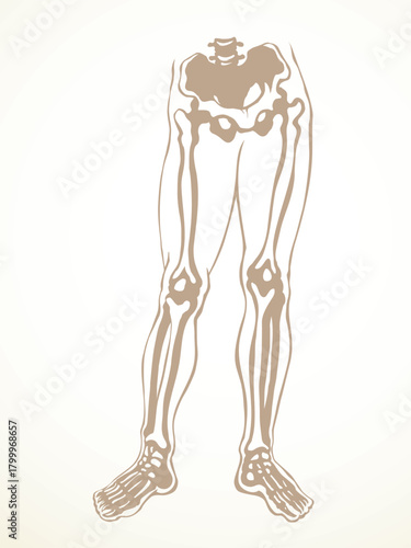 Vector drawing. Bones of the leg