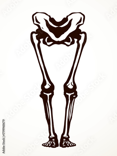Vector drawing. Bones of the leg