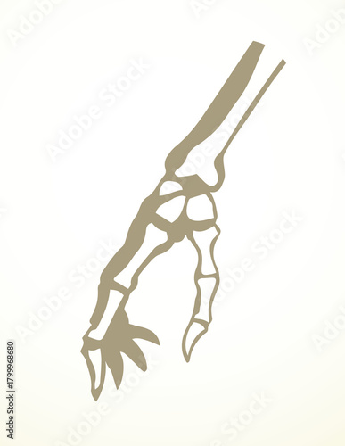 Vector drawing. Bones of the hand