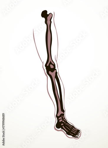 Vector drawing. Bones of the leg