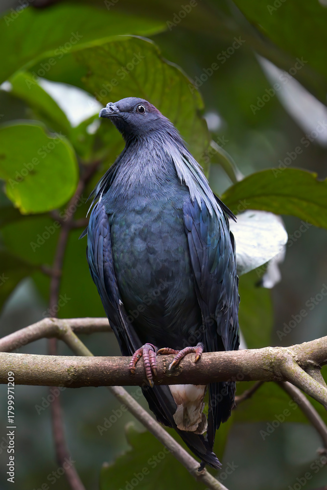 Obraz premium Nicobar pigeon on a tree branch, close up of a nicobar pigeon