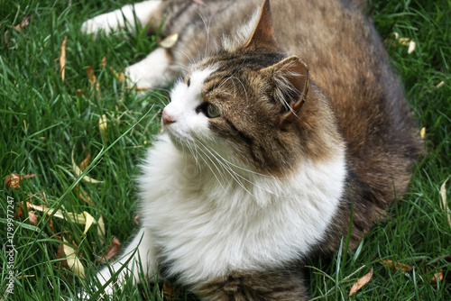 Beautiful cat in near plan