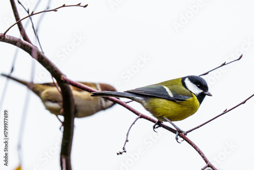 sikorka bogatka i mazurek na drzewie