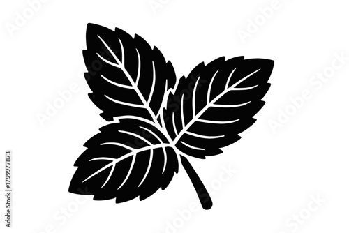 mint leaf closeup flat black solid vector illustration isolated on white background