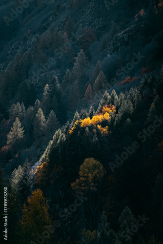 yellow tent in the forest