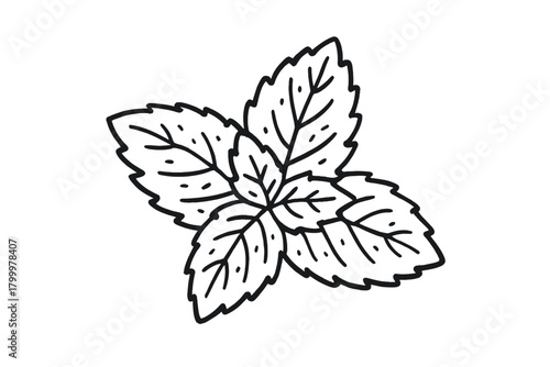 handdrawn cute doodle style mint leaf closeup vector line illustration