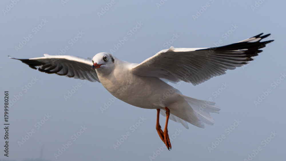 Fototapeta premium seagull in flight