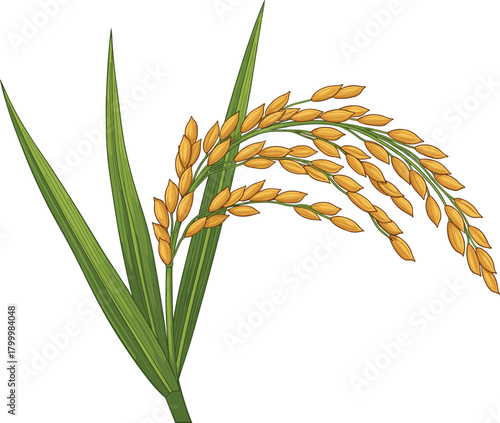 Rice plant botanical illustration with golden panicles and green leaves, realistic vector for agricultural, culinary, or educational design use