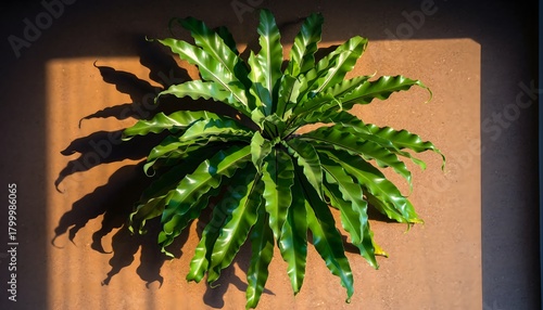 Bird’s Nest Fern (Asplenium nidus) displayed as an interior ornamental plant, featuring lush green tropical foliage. Indoor gardening
