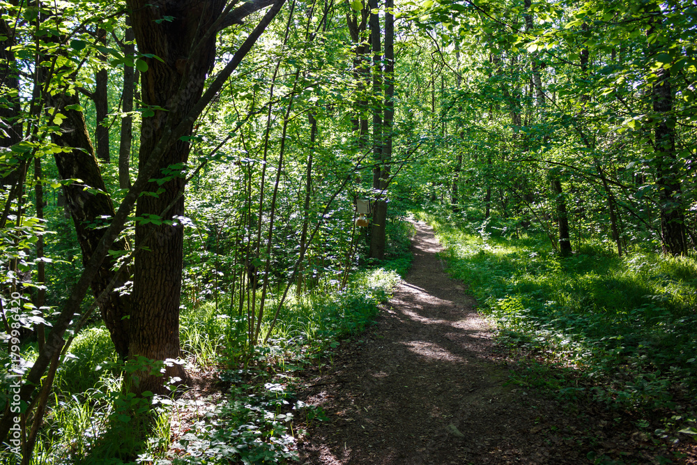 Obraz premium Serene forest path dappled with sunlight, surrounded by vibrant green trees and lush spring foliage, a peaceful escape into wild nature