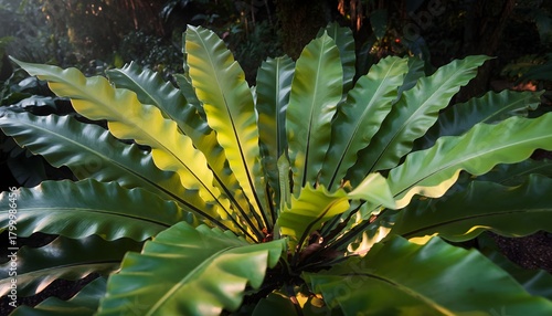 Wallpaper Mural Bird’s nest fern (Asplenium nidus) growing naturally attached to a tree trunk in a tropical rainforest. The natural ecosystem of humid tropical forests.  Torontodigital.ca