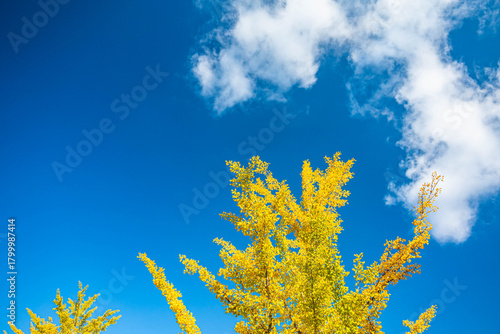 青空と実をつけた銀杏の木