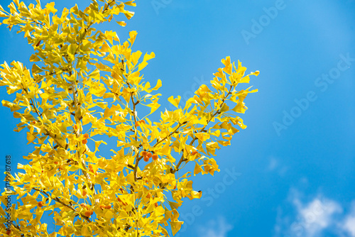 青空と実をつけた銀杏の木