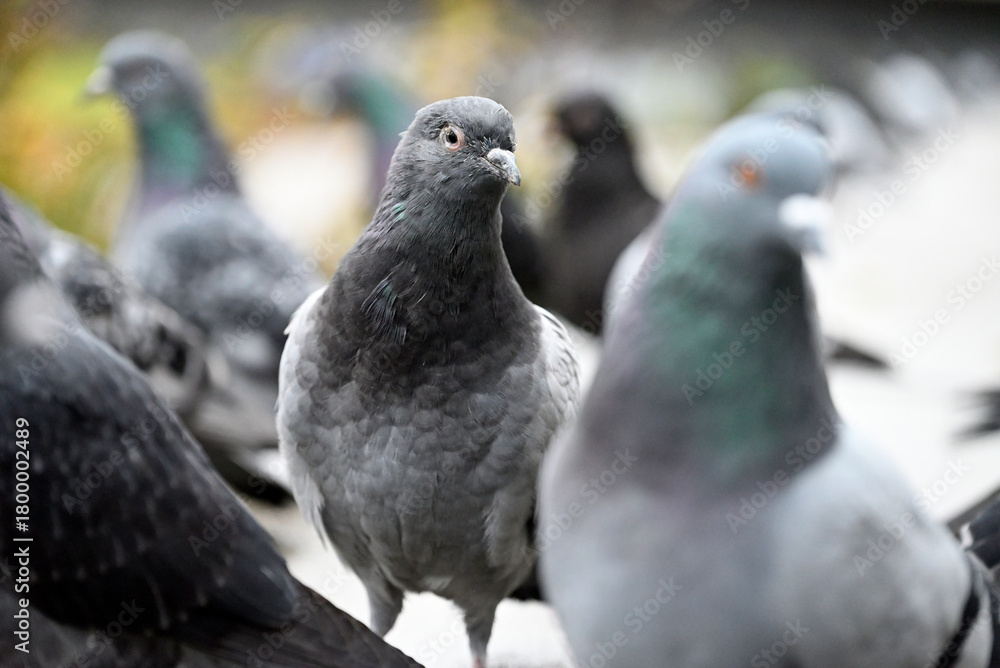 Obraz premium Posing Pigeons in Hamburg Public Park. Flying, dancing and playing pigeons. Planten un Blomen, Hamburg, Germany.