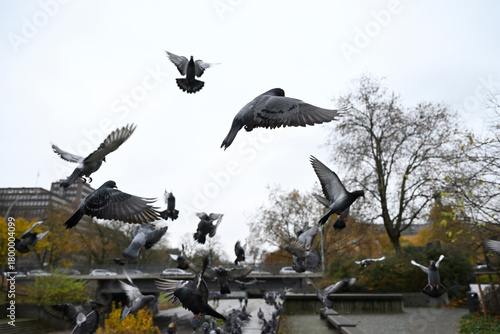 Posing Pigeons in Hamburg Public Park. Flying, dancing and playing pigeons. Planten un Blomen, Hamburg, Germany.
