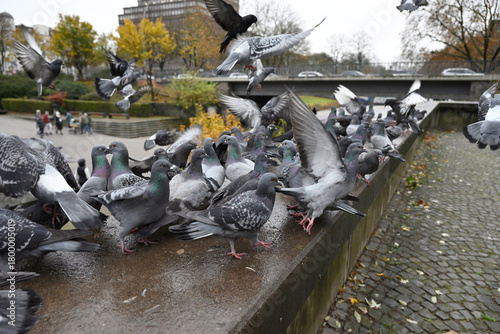 Posing Pigeons in Hamburg Public Park. Flying, dancing and playing pigeons. Planten un Blomen, Hamburg, Germany.