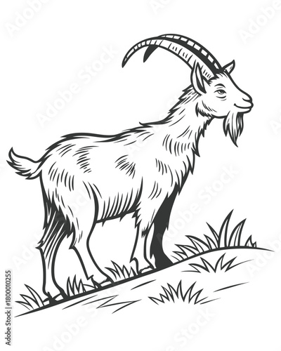 A black and white sketch of a goat with prominent horns and a beard, standing on a grassy incline