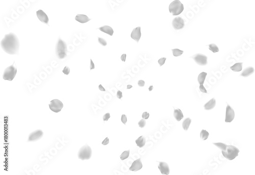 Realistic silver rose petals flying motion, romantic floral love season