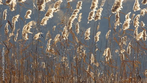 Golden reeds in the rays of the autumn sun against the backdrop of a gloomy sky