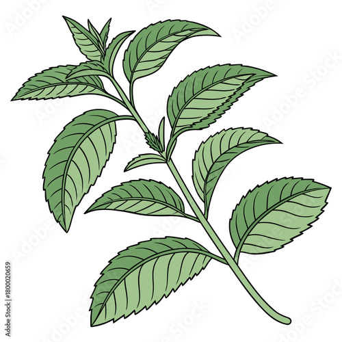 Hand drawn mint branch with leaves isolated on