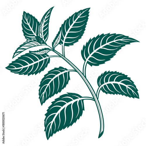 Hand drawn mint branch with leaves isolated on