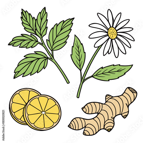 Herbal tea ingredients isolated on