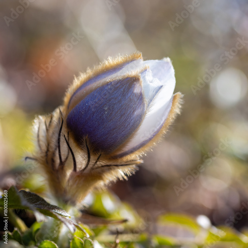 beautiful large-flowered early spring plant