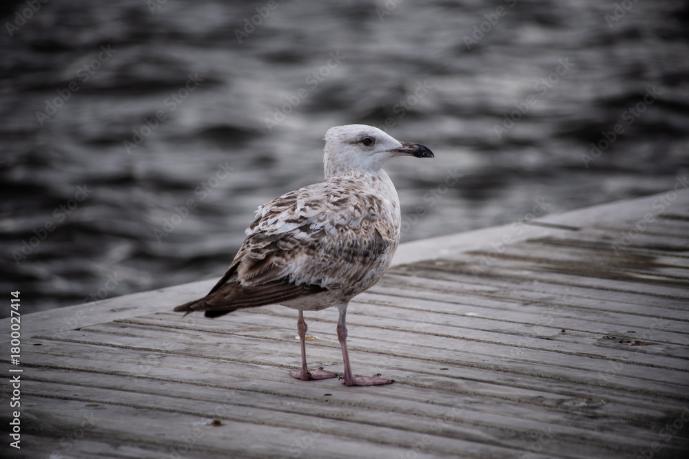 Obraz premium Seagull standing on a wooden pier with rippled water background