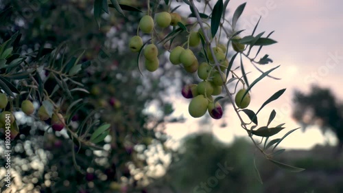 Closeup, fresh olives in the tree outdoors